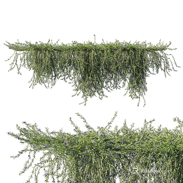 Lush Green Vines With Hanging Cascading Leaves And Purple Flowers 3d model 