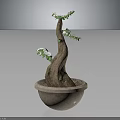 Potted Plant with Curved Trunk Green Leaves and White Flowers in Ceramic Pot Dark Background