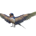 Colorful Bird With Spread Wings Blue Head Red Chest And Brown Feathers