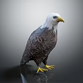 Bald Eagle With White Head Yellow Beak And Dark Feathers Standing On Shiny Surface