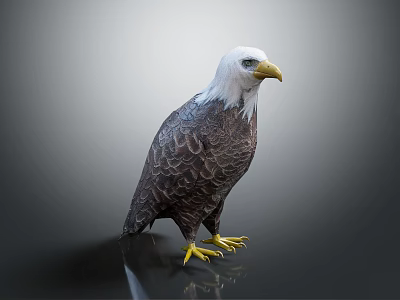 Bald Eagle With White Head Yellow Beak And Dark Feathers Standing On Shiny Surface 3d model