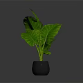 Green Leaf Plant With Large Veined Leaves In Black Pot On Dark Background