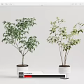 Bonsai Potted Trees In White Ceramic Pots With Green Foliage For Indoor Decor