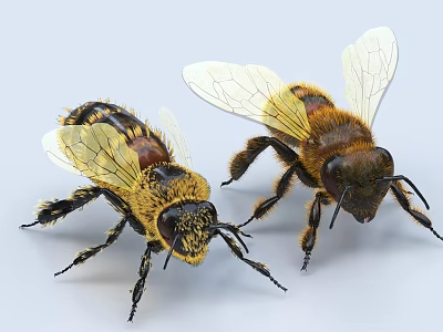 Close Up View of Two Yellow and Black Winged Bees as Flying Insects 3d model