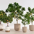 Bonsai Potted Plants With Green Leaves And Yellow Fruits In Various Ceramic Pots