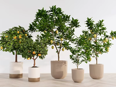 Bonsai Potted Plants With Green Leaves And Yellow Fruits In Various Ceramic Pots 3d model