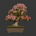 Pink Flowering Bonsai Tree With Sculpted Trunk In Square Mossy Pot
