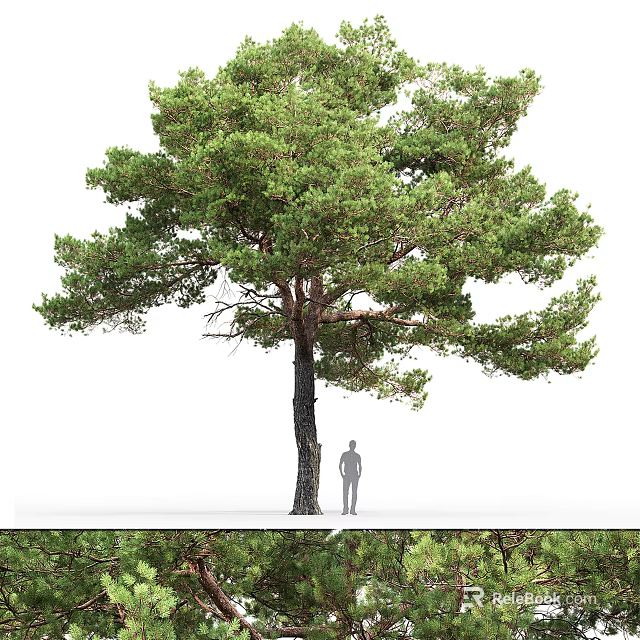 Tall Pine Tree With Lush Green Foliage Thick Trunk And Human Figure For Scale 3d model 