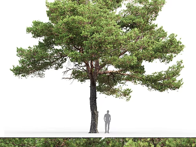 Tall Pine Tree With Lush Green Foliage Thick Trunk And Human Figure For Scale 3d model