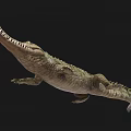 Detailed Realistic Reptile Crocodile With Long Snout Sharp Teeth And Scaly Body