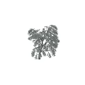 Snow Covered Tree with White Snowy Branches Against Dark Background in Winter Scene