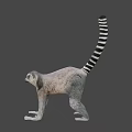 Gray Lemur With Black And White Striped Tail In Standing Posture 3d model