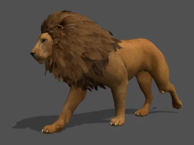 Realistic 3D Lion Model With Brown Mane In Standing Pose On Gray Background 3d model