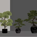 Bonsai Trees Indoor Display With Dark Ceramic Pots Various Sizes Artistic Shaped 3d model