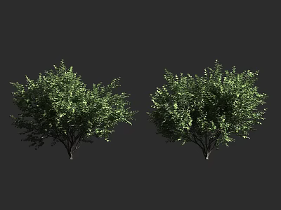 Healthy Lush Green Shrubs With Dense Foliage For Outdoor Garden Landscaping 3d model
