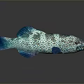 Shiny Reflective Blue Green Spotted Fish With Decorative Look On Dark Surface