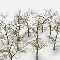 Wooden Tree Trunks With Bare Branches Neatly Arranged Against White Background