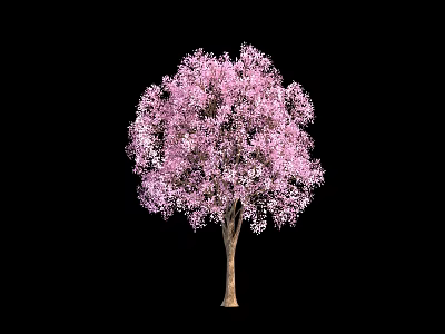 Beautiful Pink Flowering Tree with Lush Blooms Isolated on Black Background 3d model