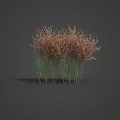 Various Types of Plants with Different Colored Leaves and Flowers