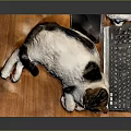 Relaxed Cat Lying On Wooden Mat With Computer Keyboard And Mouse 3d model
