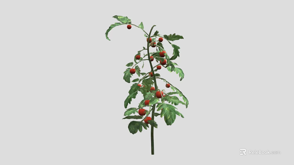 Healthy Tomato Plant With Green Leaves And Ripe Red Fruits Growing Well 3d model 