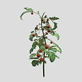 Healthy Tomato Plant With Green Leaves And Ripe Red Fruits Growing Well