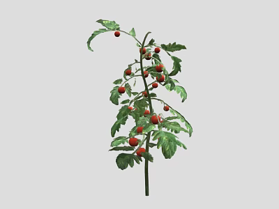 Healthy Tomato Plant With Green Leaves And Ripe Red Fruits Growing Well 3d model