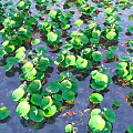 Aquatic Plants with Lush Green Leaves Floating Gracefully on Water Surface