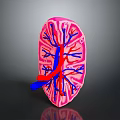 Commercial 3D Human Kidney Anatomical Model With Detailed Blood Vessel Structure