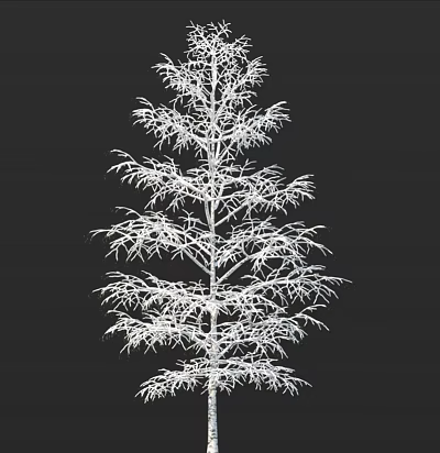 Arbor 3D Model With Detailed Branch Structure And White Outline On Black Background 3d model