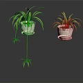 Lush Spider Plants In White Hanging Pots With Long Green Leaves And Small Offshoots
