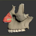 Human Mandible Anatomical Model Showing Teeth And Muscular Structure Details