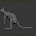 Detailed 3D Kangaroo Model In Standing Pose With White Texture And Gray Background