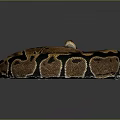 Beautiful Coiled Brown and Black Patterned Snake on Dark Background