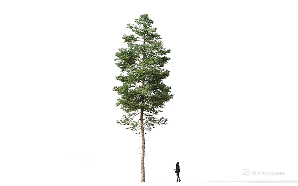 Tall Pine Tree With Green Foliage Standing Beside Person Silhouette On White Background 3d model 