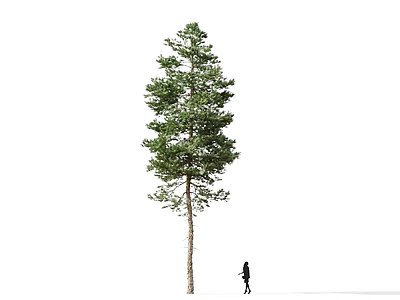 Tall Pine Tree With Green Foliage Standing Beside Person Silhouette On White Background 3d model