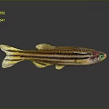 Colorful Striped Fish With Yellow Tail Purple Eyes On Gray Background With Reflection
