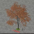 Triangular Maple Tree with Orange Red Leaves on Gray Tiled Ground and Two People Under 3d model