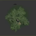Lush Green Tree with Thick Trunk Dense Leaves Person Standing Green Grass and Small Stone
