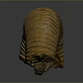 Ancient Ammonite Fossil With Spiral Shell And Detailed Texture From Marine Animal