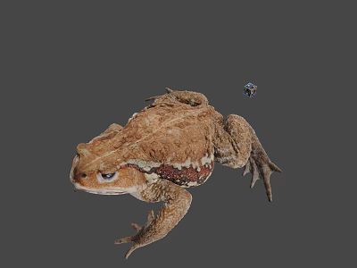 Brown Toad With Rough Skin And Small Colorful Object On Gray Background 3d model