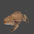 Brown Toad With Rough Skin And Small Colorful Object On Gray Background 3d model