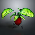 Green Variegated Plant in Red Pot on Black Metal Stand with Striped Leaves