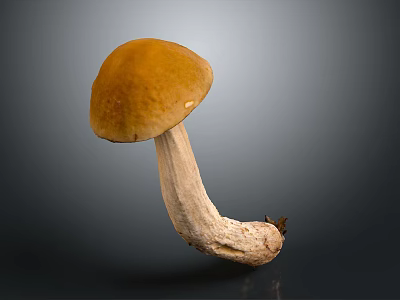 Fresh Natural Brownish Orange Cap Mushroom With White Stem Edible Food 3d model