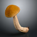 Fresh Natural Brownish Orange Cap Mushroom With White Stem Edible Food