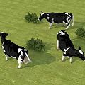 Black and White Cows Grazing on Green Grass Field with Bushes Around