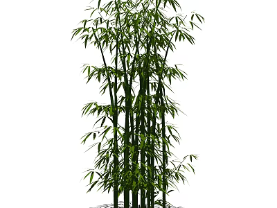 Tall Bamboo Plant With Lush Green Leaves And Thick Stems In Natural Growth 3d model