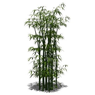 Modern bamboo 3d model