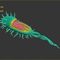 eukaryotic cell cross section cell cell structure cell tissue anatomy organ human organ 3d model