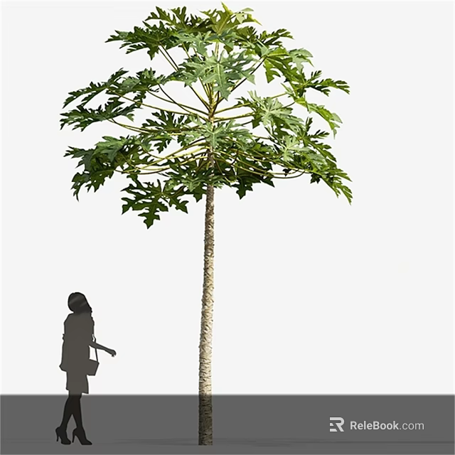 Tall Leafy Tree With Dense Green Foliage And Woman Silhouette Standing Nearby 3d model 